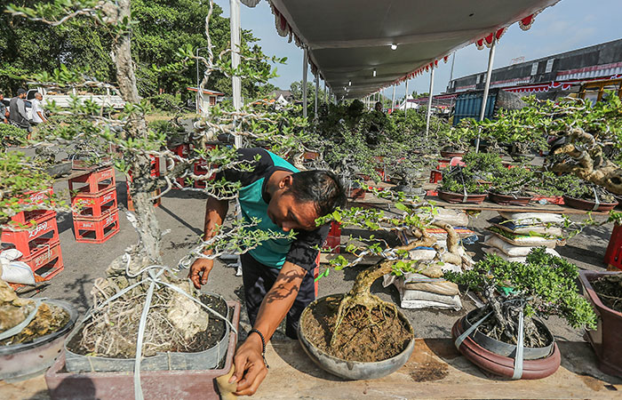 TERTATA RAPI: Peserta merapikan bonsai koleksinya saat mengikuti bursa dan kontes bonsai nasional di Satdion Sultan Agung, Bantul&nbsp;Selasa (13/4/23).