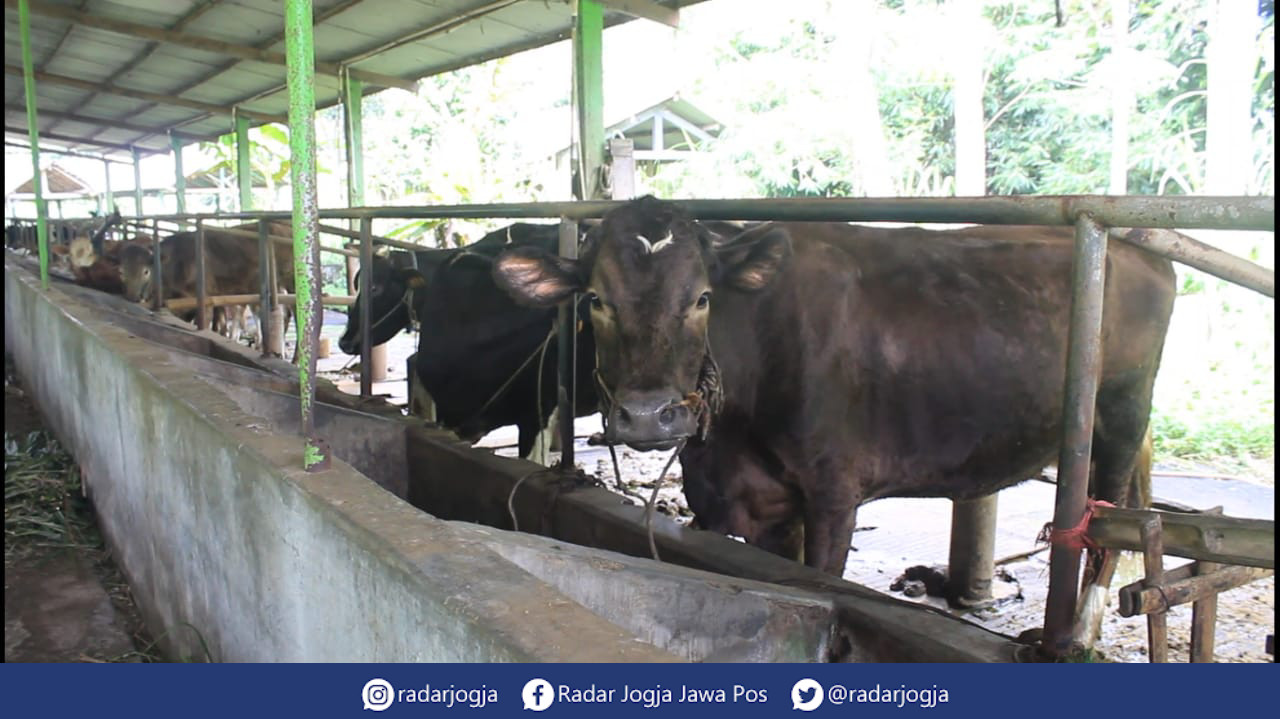 SEHAT : DPP Kota Jogja memastikan hewan kurban yang masuk ke Kota Jogja harus dilengkapi dengan SKKH.