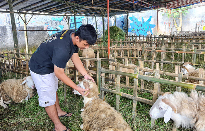 TERSEDIA: Salah satu depo hewan ternak ini menyediakan puluhan kambing maupun domba untuk Idul Adha. Disperpa Kota Magelang membentuk tim pengawasan&nbsp;kesehatan daging kurban.