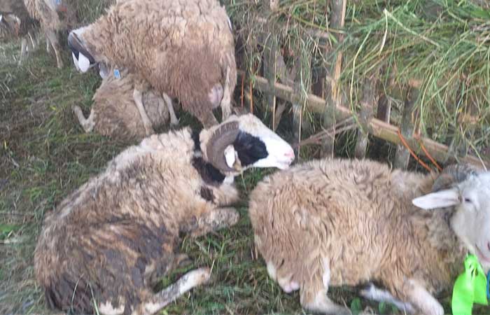 TERSEDIA: Salah satu depo hewan ternak di Kota Magelang ini menyediakan puluhan kambing untuk Idul Adha.