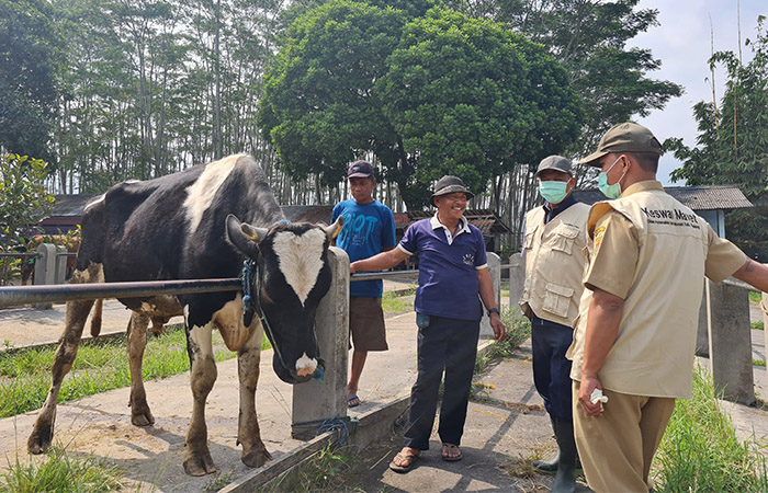 PADAT: Menjelang Idul Adha ini, Pasar Hewan Grabag dipadati calon pembeli, Senin (19/6). Para pedagang pun terlihat menawarkan hewan kurban, seperti kambing dan sapi.&nbsp;