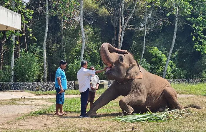 Gajah Eca saat berada di Candi Borobudur Magelang sebelum dipindah ke Gembira Loka Zoo.