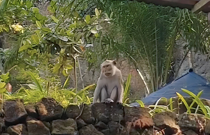 BUTUH PERHATIAN - Penampakan monyet ekor panjang di kawasan Gunung Api Purba Nglanggeran, Patuk beberapa waktu lalu.