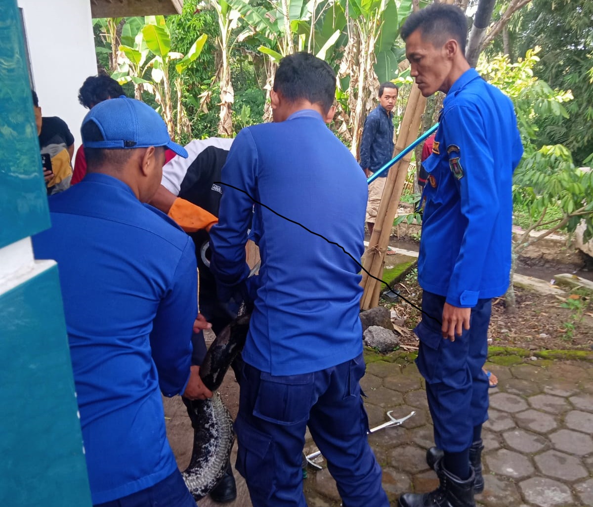 EVAKUASI: Ular jenis sowo kembang sepanjang 3,2 meter dievakuasi Tim Damkar Kabupaten Magelang di Desa Banyusari, Kecamatan Grabag, Senin (26/6).