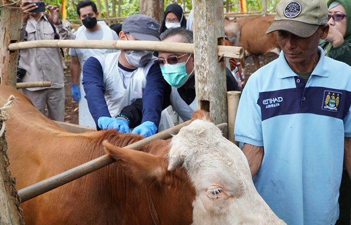 BIAR SEHAT - Vaksinasi antraks pada hewan ternak di Padukuhan Kropyak, Kalurahan Candirejo, Kapanewon Semanu akhir pekan lalu.