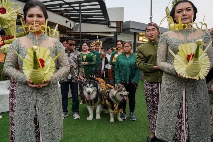 Pernikahan anjing Jojo dan Luna dengan adat Jawa super mewah. (Instagram/jacko.jackie.joyful.jojo)
