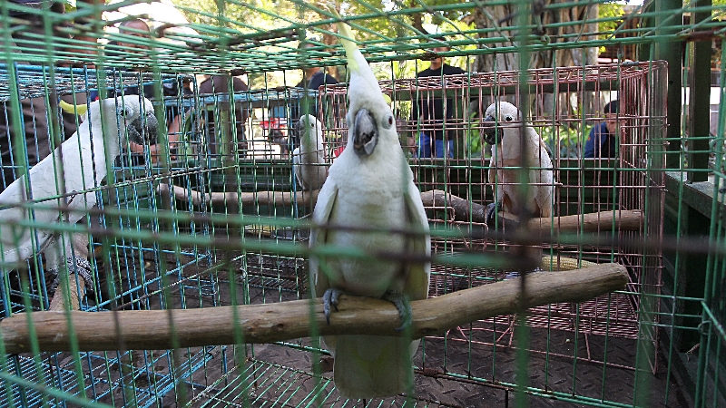 LINDUNGI: Burung kakatua yang diperjualbelikan saat ditunjukkan oleh petugas Polresra Jogja di Gembira Lokasi Zoo Kamis (20/2023). (Guntur Aga Tirtana/Radar Jogja)