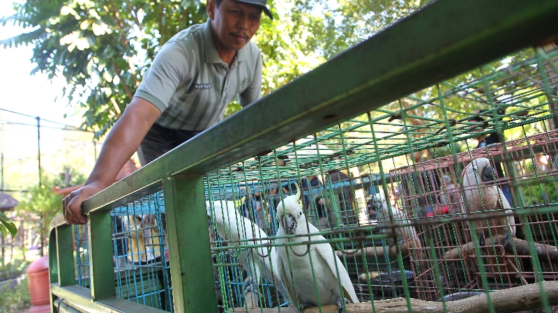 LINDUNGI: Burung kakatua yang diperjualbelikan saat ditunjukkan oleh petugas Polresra Jogja di Gembira Lokasi Zoo Kamis (20/2023). (Guntur Aga Tirtana/Radar Jogja)