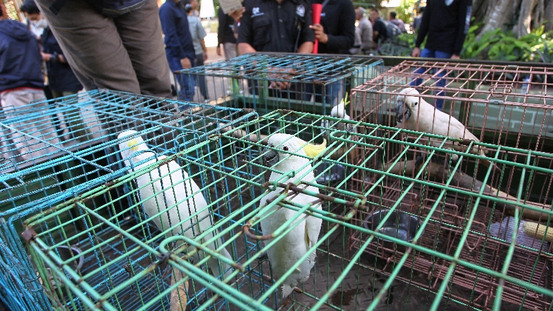 LINDUNGI: Burung kakatua yang diperjualbelikan saat ditunjukkan oleh petugas Polresra Jogja di Gembira Lokasi Zoo Kamis (20/2023). (Guntur Aga Tirtana/Radar Jogja)