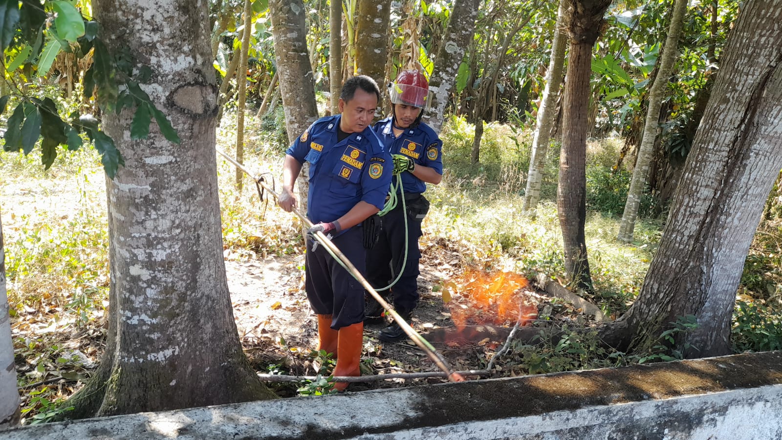 BAKAR: etugas damkar BPBD Bantul saat melakukan pemusnahan ulat bulu di rumah milik warga. (Dok DAMMKAR BPBD BANTUL)