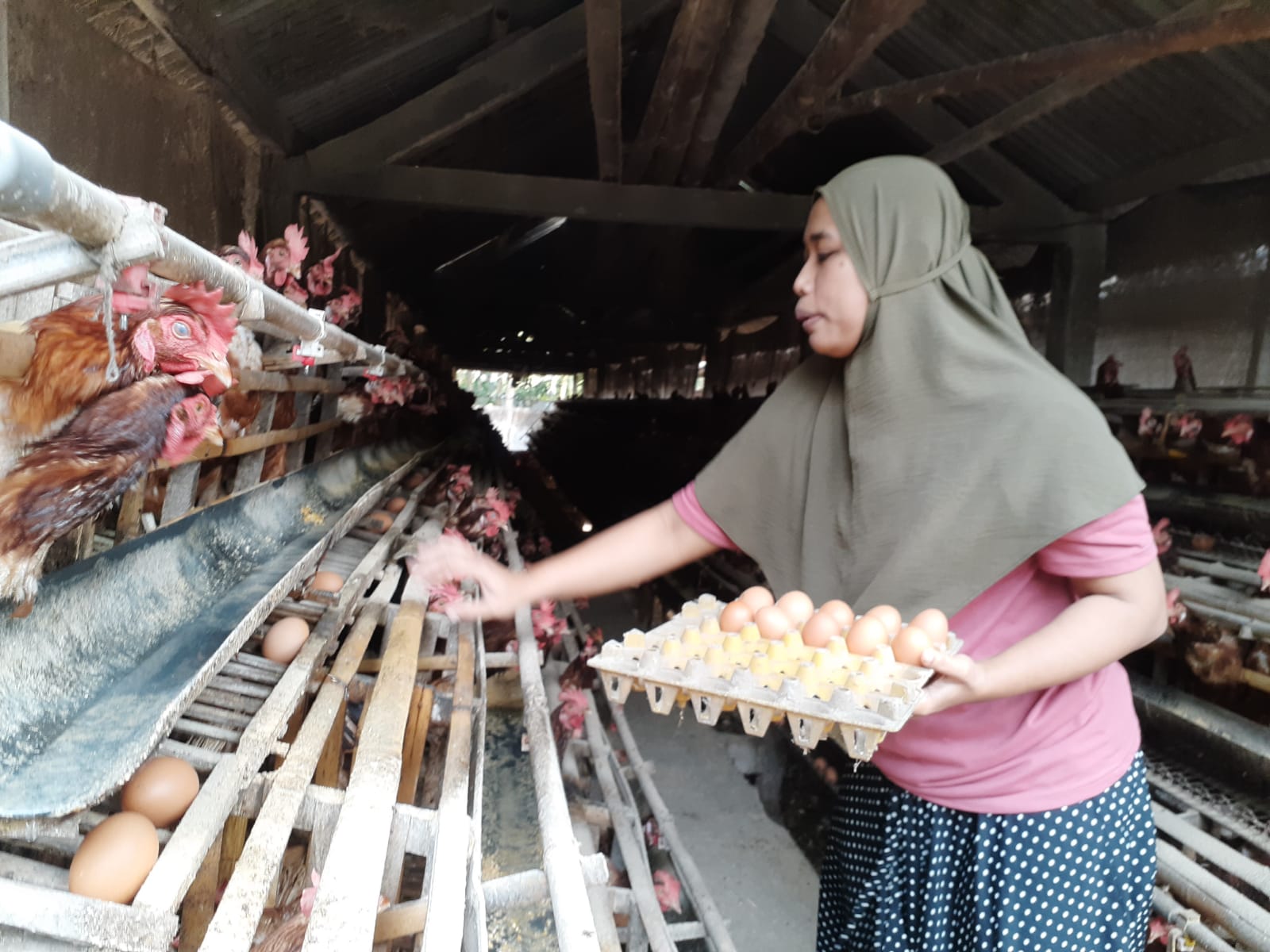 MAHAL: Salah satu peternak ayam petelur di Padukuhan Butuh Kidul, Triwidadi, Pajangan, Bantul saat mengambil telur pada Selasa (25/7). (Iwan Nurwanto/Radar Jogja)