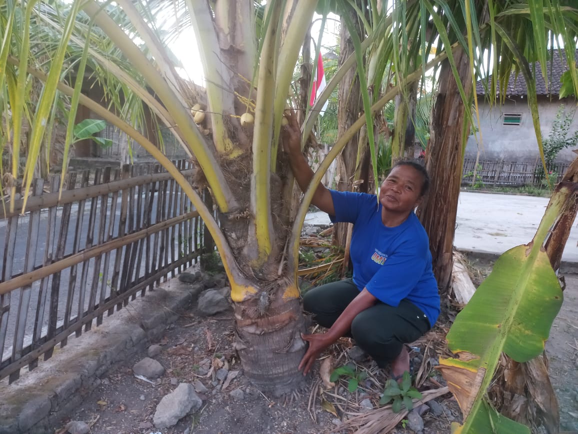 MANFAAT: Pohon kelapa, tanaman yang tumbuh subur di iklim tropis, banyak manfaatnya bagi kesehatan. Salah satunya pada bagian akarnya. (FOTO: MEITIKA CANDRA LANTIVA)