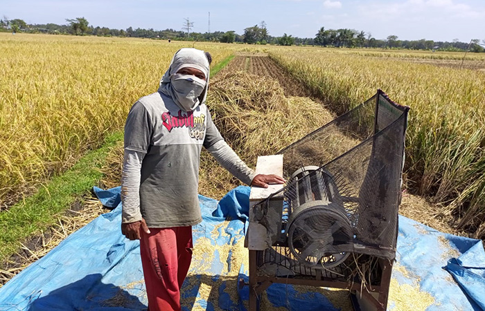 MANDIRI : Petani di Desa Singosari, Kecamatan Ambal menunjukkan pupuk organik hasil produksi sendiri. Penggunaan pupuk organik itu untuk mengurangi ketergantungan pupuk kimia.