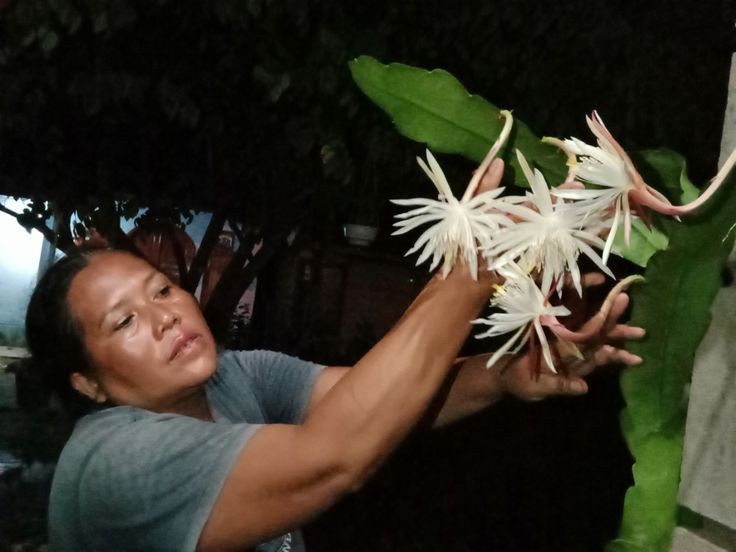 BUNGA BERKASIAT: Seorang perempuan memetik bunga wijayakusuma yang telah mekar di malam hari. (Sumber: Pinterest Blogger Indonesia)