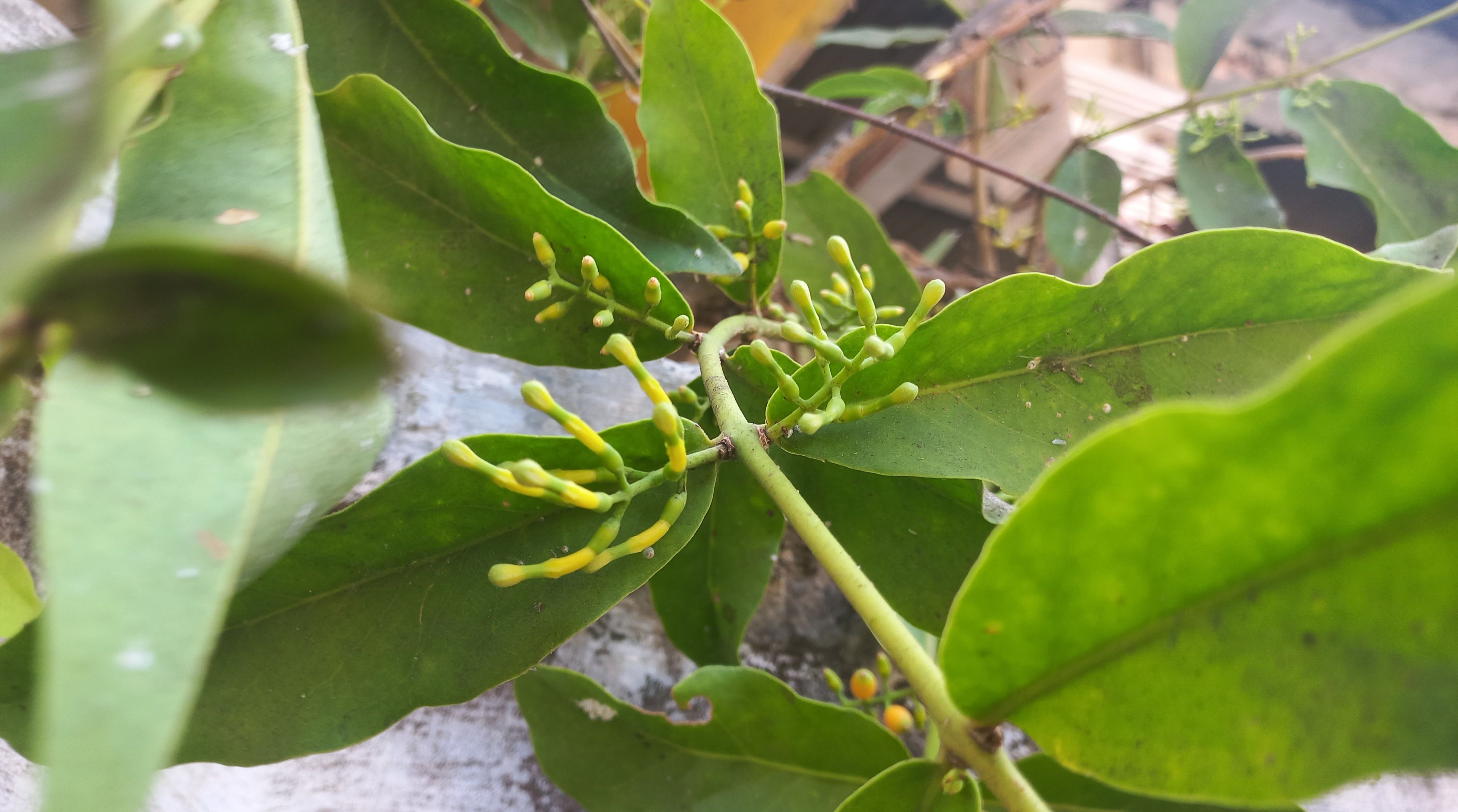 KAYA MANFAAT:  Benalu pada tanaman Srikaya (MEITIKA CANDRA LANTIVA/RADAR JOGJA)
