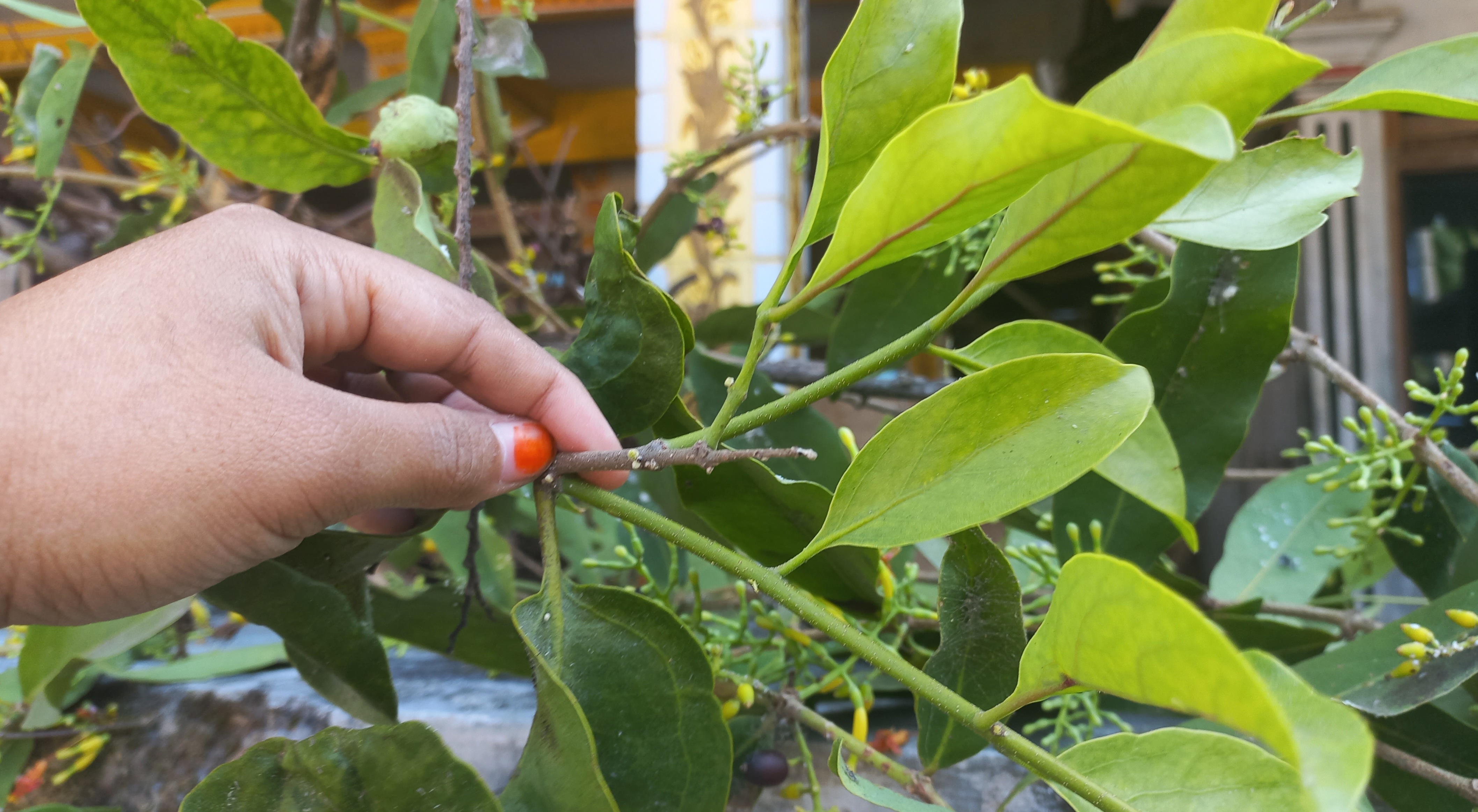 KAYA MANFAAT:  Benalu kerap kali dianggap remeh karena dianggap tanaman perusak atau hama pada inangnya. (MEITIKA CANDRA LANTIVA/RADAR JOGJA)