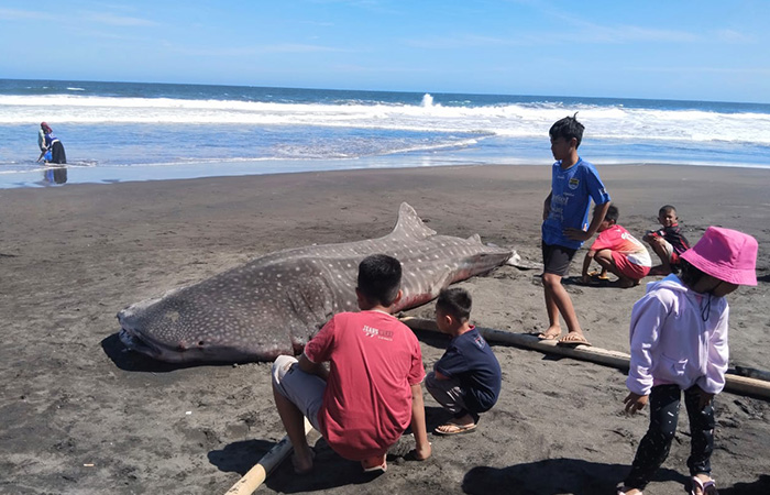 JADI TONTONAN: Warga mendekati hiu tutul yang terdampar di Pantai Munggangsari, Rabu (16/8/23). Ikan hiu tersebut kondisinya secara fisik utuh dan tidak ada luka.