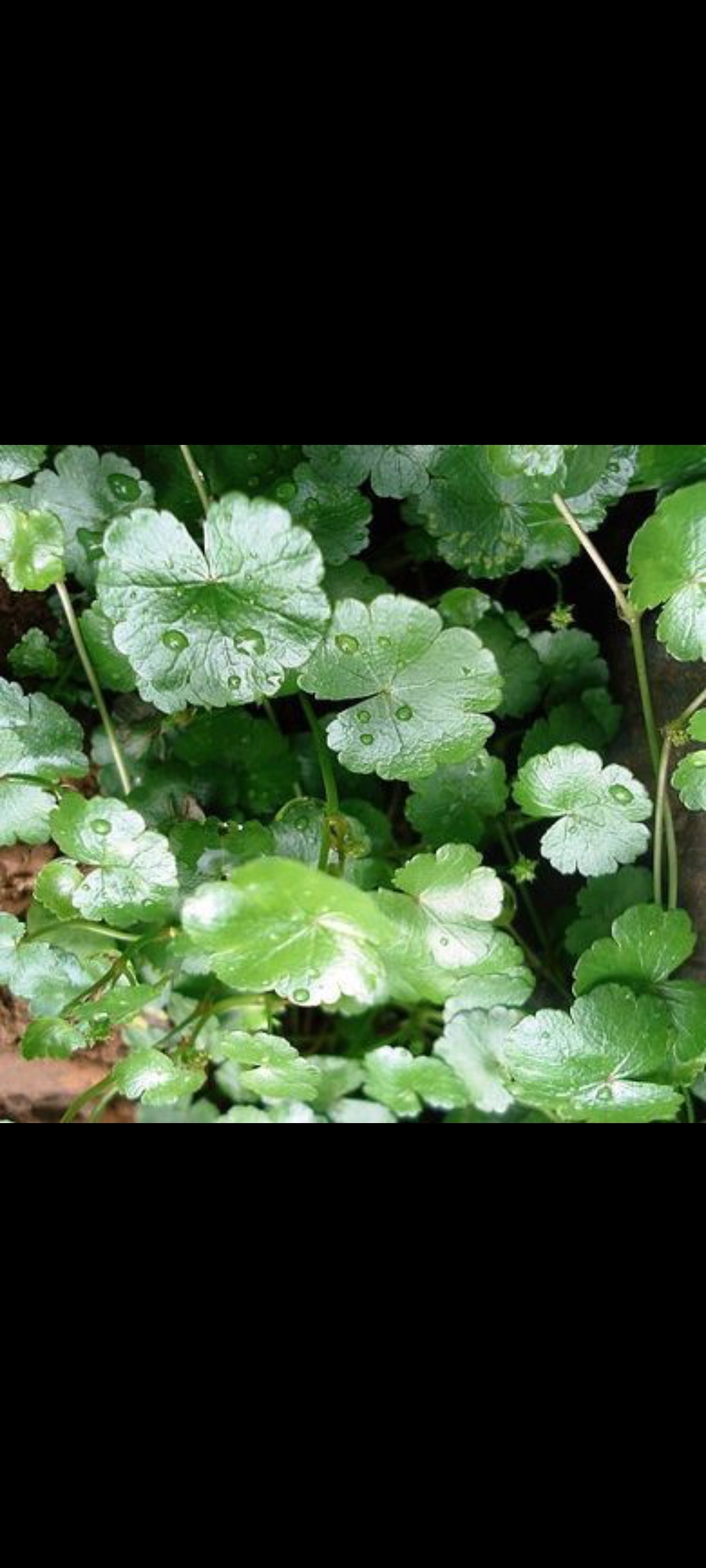 Daun Pegagan termasuk tanaman herbal. (Pinterst)