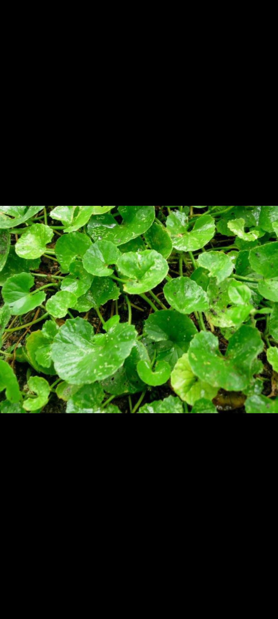 Daun Pegagan (Pinterest)