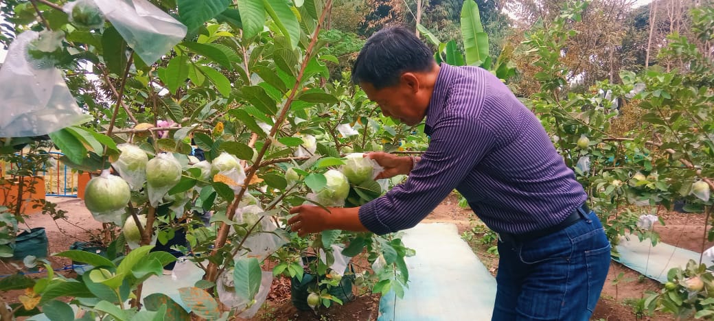 WISATA BARU: Para pengunjung tampak memetik buah jambu hingga bermain dengan kelinci