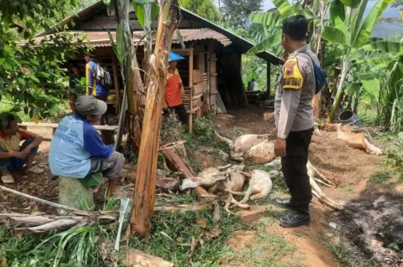 MATI: Beberapa bangkai kambing milik warga yang diduga dimangsa harimau. (Radar Semarang)