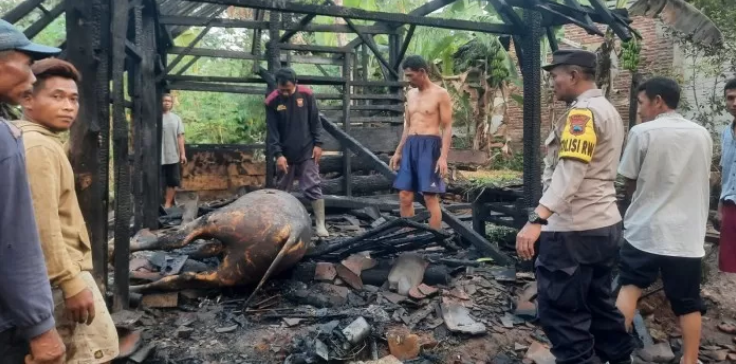 KANDANG KEBAKARAN : Petugas pemadam kebakaran saat meninjau ternak yang mati terpanggang di dalam kandang Minggu (20/8/2023). (Jawa Pos Radar Semarang)