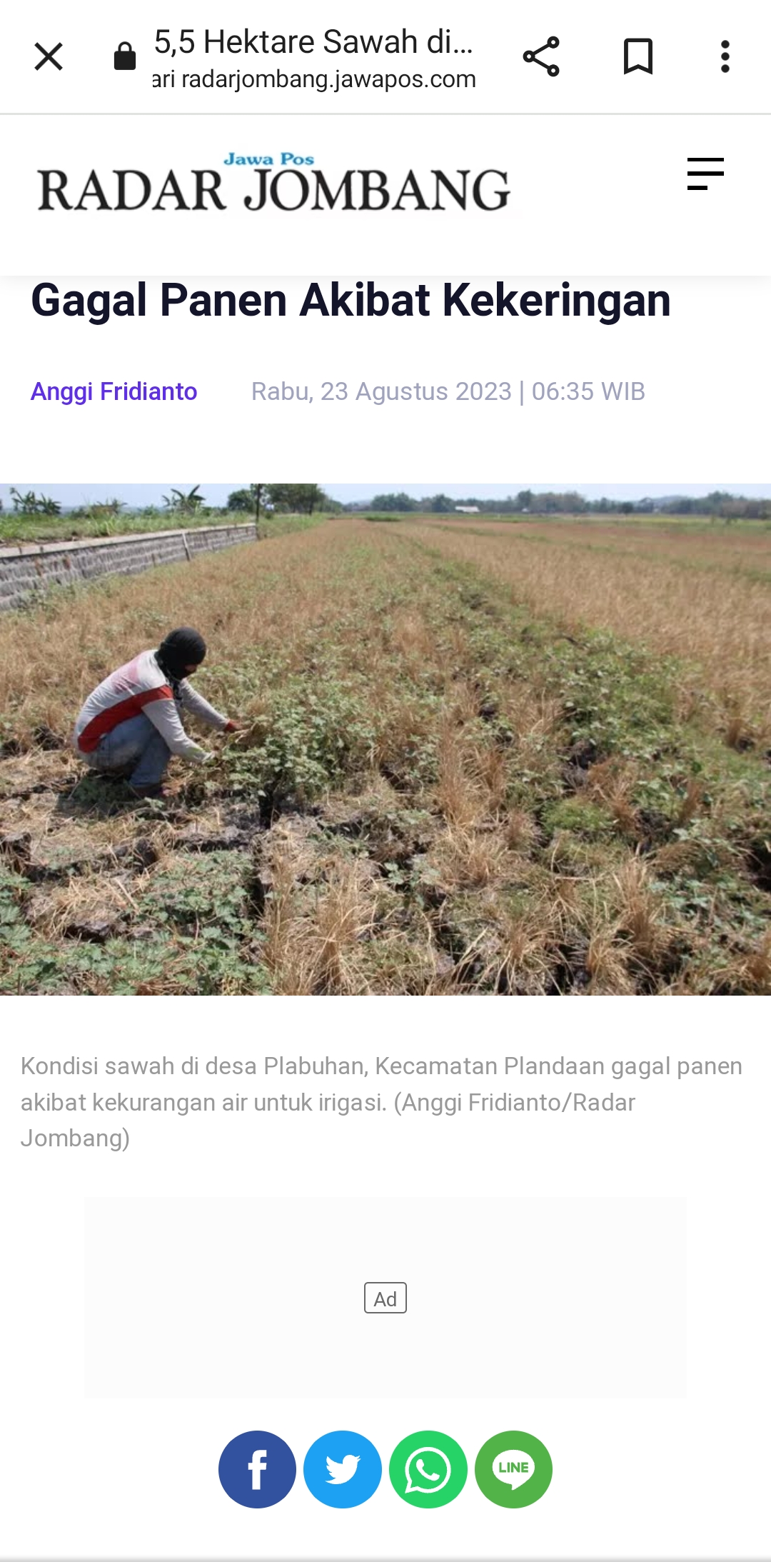 KERING dan TANDUS: Kondisi sawah di Desa Plabuhan, Kecamatan Plandaan gagal panen akibat kekurangan air untuk irigasi. (Anggi Fridianto/Radar Jombang)