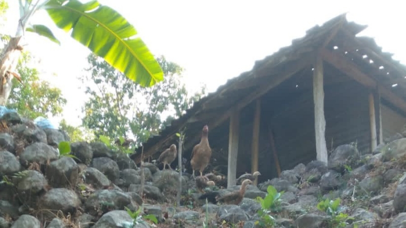 SEPI: Sejumlah ayam di sekitar rumah warga Padukuhan Suru, Kalurahan Kampung, Kapanewon Ngawen, Kabupaten Gunungkidul. (Istimewa)