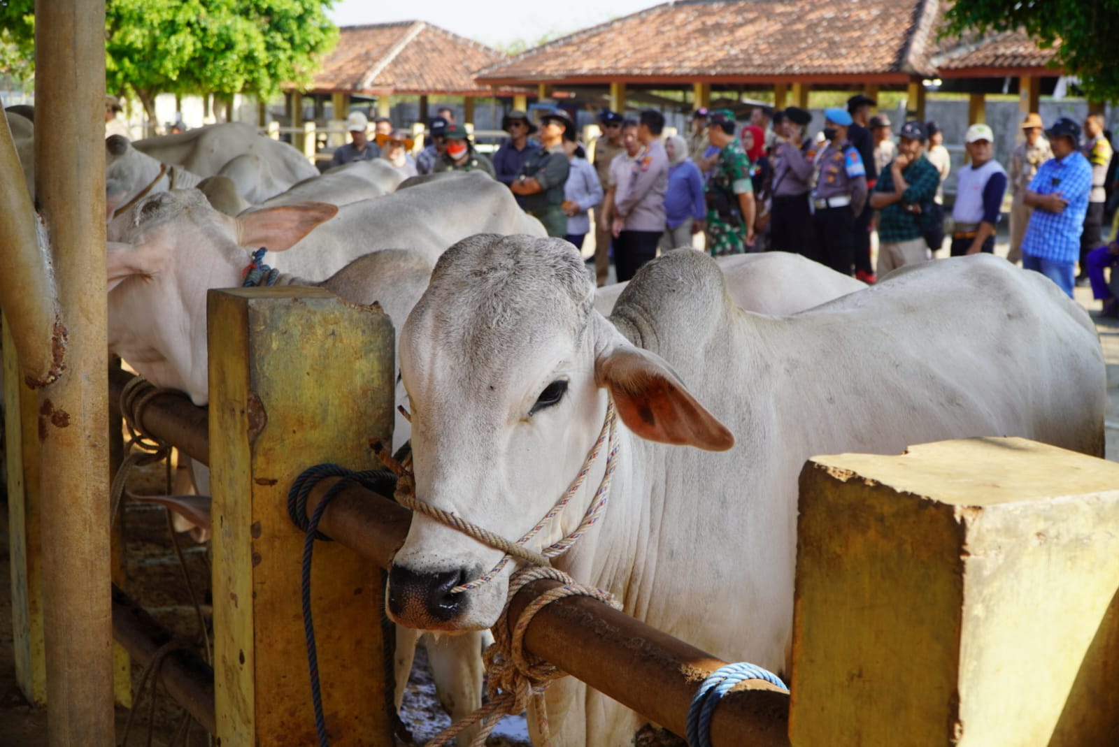 INI LHO: Sapi jenis PO mengikuti kontes di Pasar Hewan Siyonoharjo, Siyono, Playen Selasa (29/8). (Gunawan/Radar Jogja)