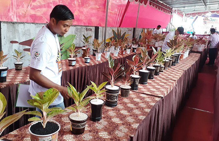 PENGHOBI: Kelompok Tani Javaglonema Padukuhan Paten, Tridadi, Sleman saat menggelar kontes aglaonema beberapa waktu lalu.IWAN NURWANTO/RADAR JOGJA