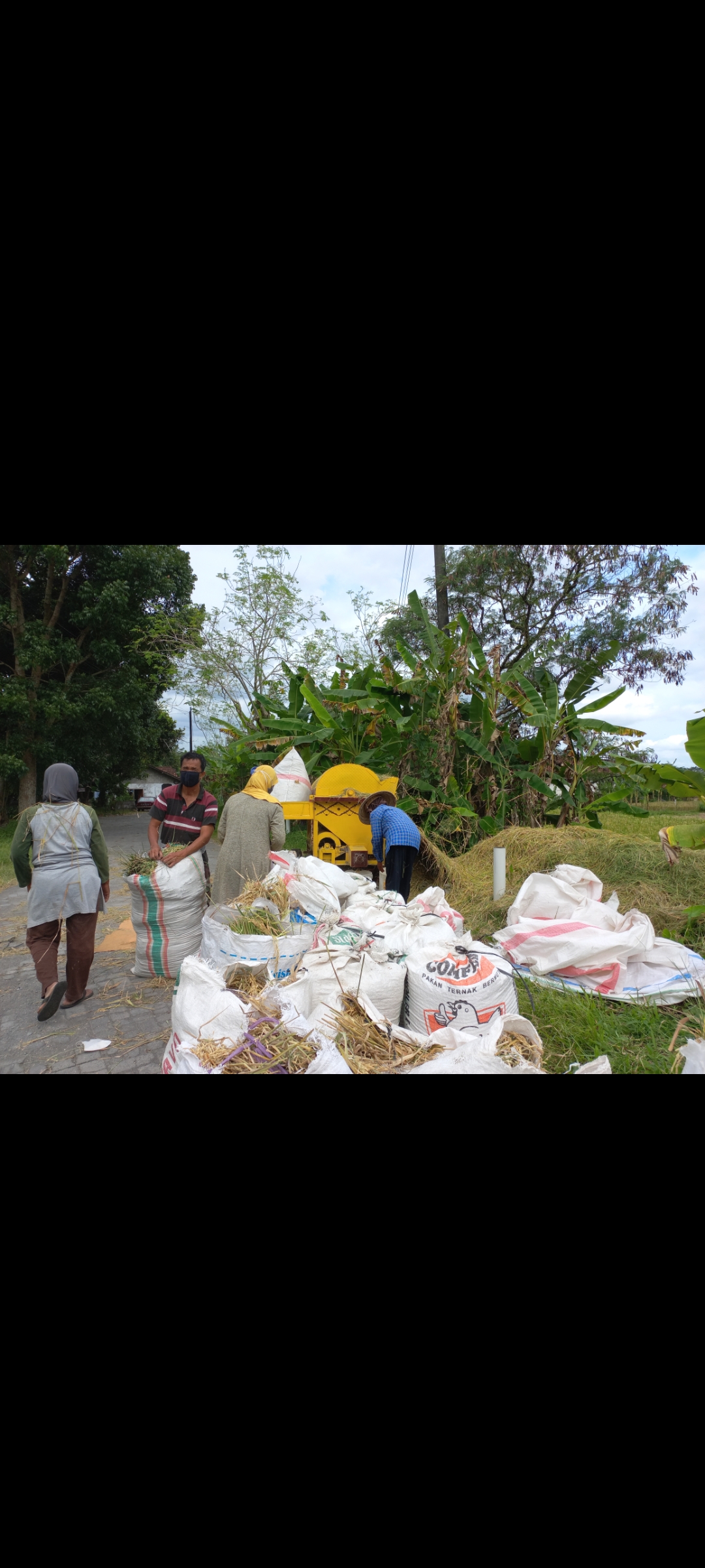 PANEN: Petani di Kabupaten Sleman, DIY, sedang merontokkan padi usai di panen, dengan mesin penggiling. (MEITIKA CANDRA LANTIVA/RADAR JOGJA)