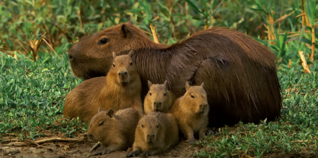BERGEROMBOL: Baby Capybara dan induknya. (YouTube Nat Geo Wild)