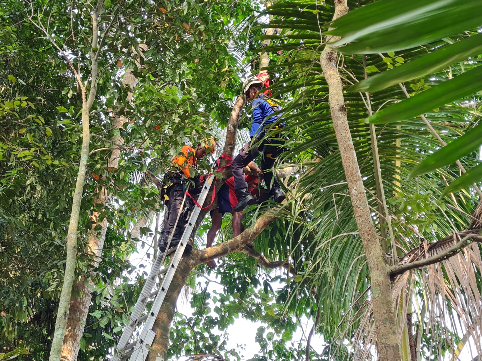 EVAKUASI: Tim gabungan tengah berupaya untuk menurunkan Asrofi dari atas pohon jengkol, Rabu sore (6/9). (Naila Nihayah/Radar Jogja)