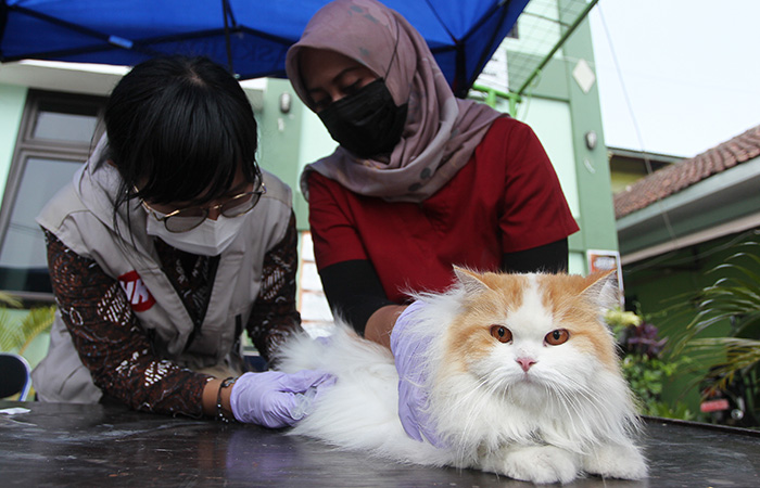 BIAR SEHAT: Veteriner memeriksa kesehatan kucing milik warga sebelum disuntik vaksin rabies di Kantor Kelurahan Wirobrajan, Kota Jogja,Selasa (5/9/23).&nbsp;Guntur Aga Tirtana/Radar Jogja