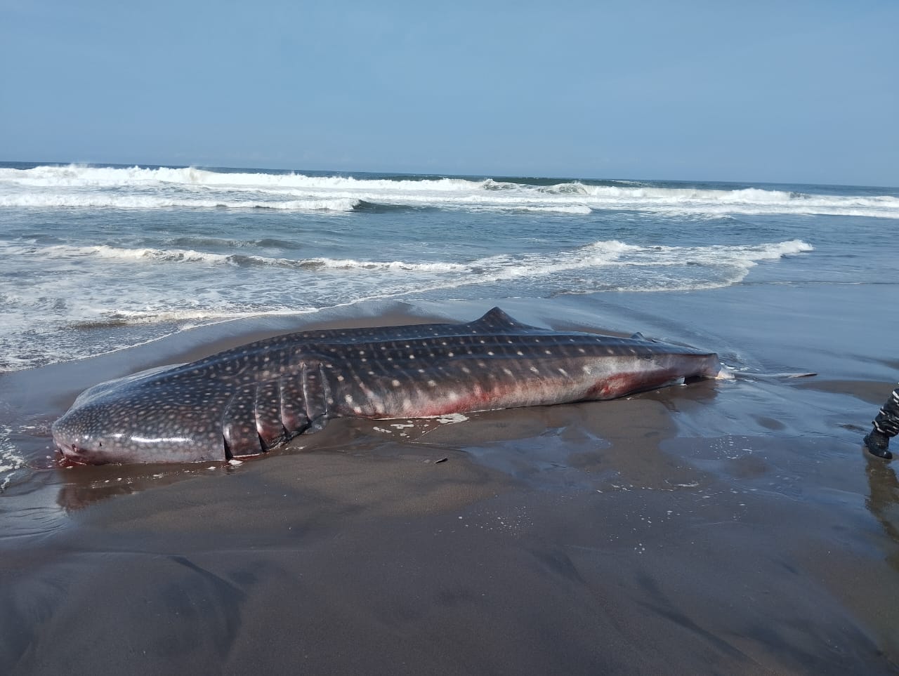 Hiu tutul yang terdampar di pantai Desa Pagak pada Kamis (7/9) petang.&nbsp;