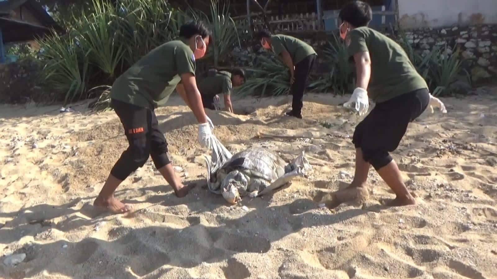 MENGENASKAN: Petugas mengevakuasi bangkai penyu yang ditemukan mati di pasiran Pantai Sepanjang Kemadang, Tanjungsari pada Minggu (10/9) pagi. (Tim SAR untuk Radar Jogja)