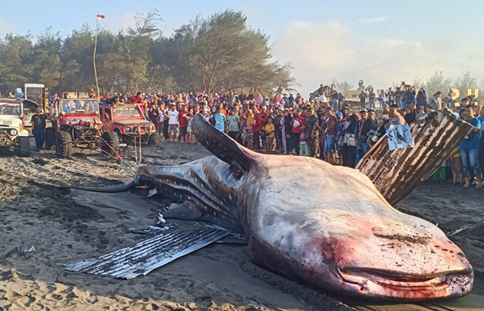 IKUT TERSERET: Hiu tutul terdampar di Pantai Dewaruci Jatimalang karena terjebak di jaring nelayan Selasa (12/9/23).JIHAN ARON VAHERA/RADAR PURWOREJO