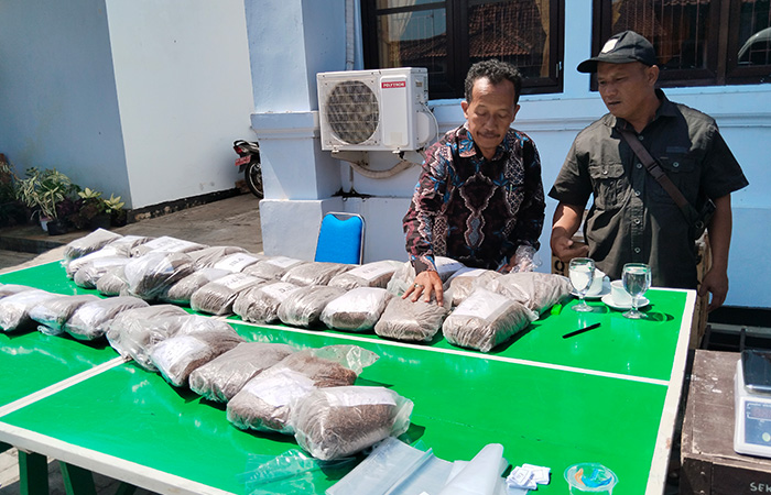 POTENSIAL: Penilaian tembakau dari hasil uji tembakau di halaman DKPP Purworejo Selasa (12/9/23).JIHAN ARON VAHERA/RADAR PURWOREJO