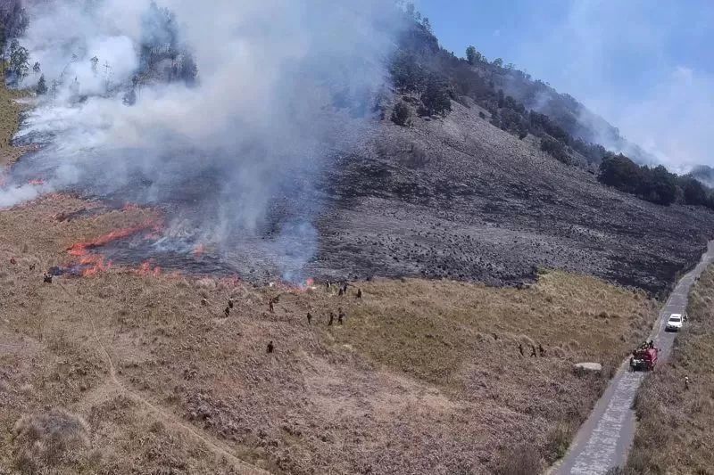 HABITAT TERBAKAR: Flora dan Fauna langka terancam punah akibat kebakaran Gunung Bromo. (JawaPos.com)
