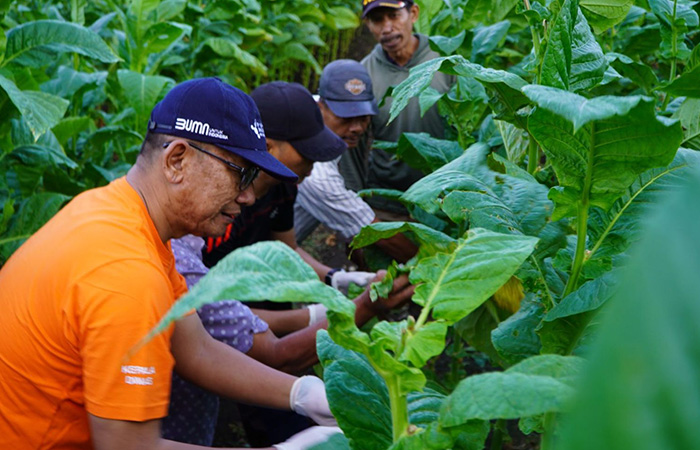 UNTUNG - Panen raya tembakau di wilayah Kabupaten Gunungkidul beberapa waktu lalu.GUNAWAN/RADAR JOGJA