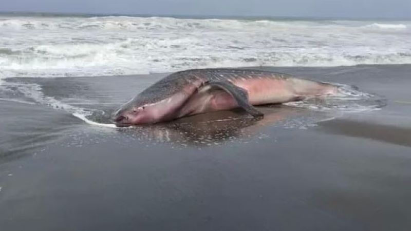 Bangkai Hiu Tutul Ditemukan Terdampar di Pantai Ketawang Purworejo (Facebook)
