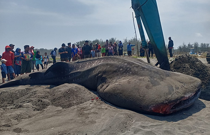OBJEK FOTO: Keempat kalinya, pada Jumat (15/9) pagi ditemukan Hiu Tutul terdampar di Pantai Ketawang, Kecamatan Grabag, Purworejo.&nbsp;ISTIMEWA