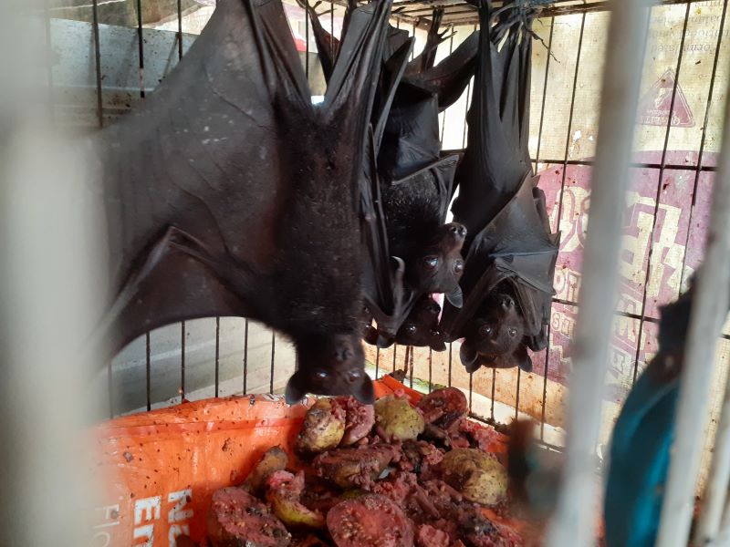 BERGELANTUNGAN: Kelelawar pemakan buah. Di India, sedang heboh virus Nipah salah satunya disebarkan oleh kelelawar yang terinfeksi virus mematikan ini. (MEITIKA CL/RADAR JOGJA)