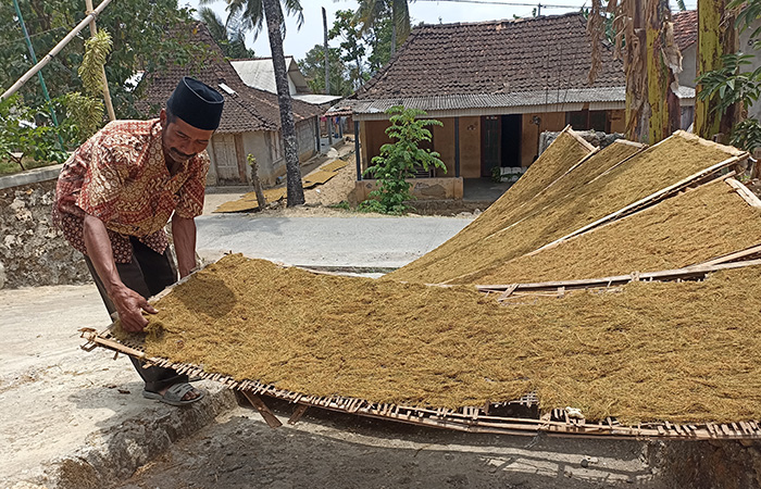 PANEN MELIMPAH: Petani tembakau Sowo Rohmad Andreyanto sedang menjemur tembakau di Padukuhan Kalidadap 1, Kalurahan Selopamioro, Imogiri Senin (18/9/23).GREGORIUS BRAMANTYO/RADAR JOGJA&nbsp;