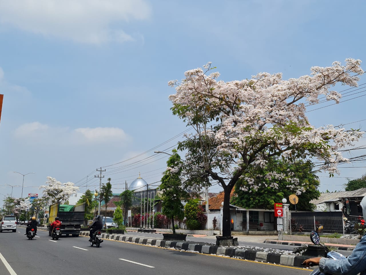 MENAWAN: Bunga Tabebuya menghiasi sepanjang jalan protokol, tepatnya di Jalan Magelang-Jogja. Bunganya banyak yang sudah berguguran dan berserakan di trotoar. (Naila Nihayah/Radar Jogja)