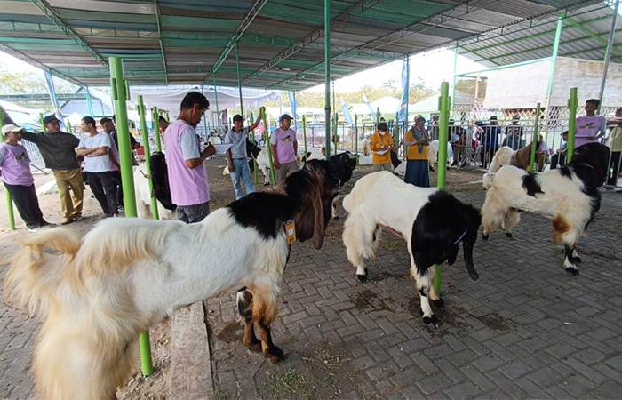POTENSI DAERAH: Juri melakukan penilaian terhadap kambing-kambing yang mengikuti kontes ternak kambing PE di Pasar Hewan Terpadu Pengasih, kemarin (19/9).