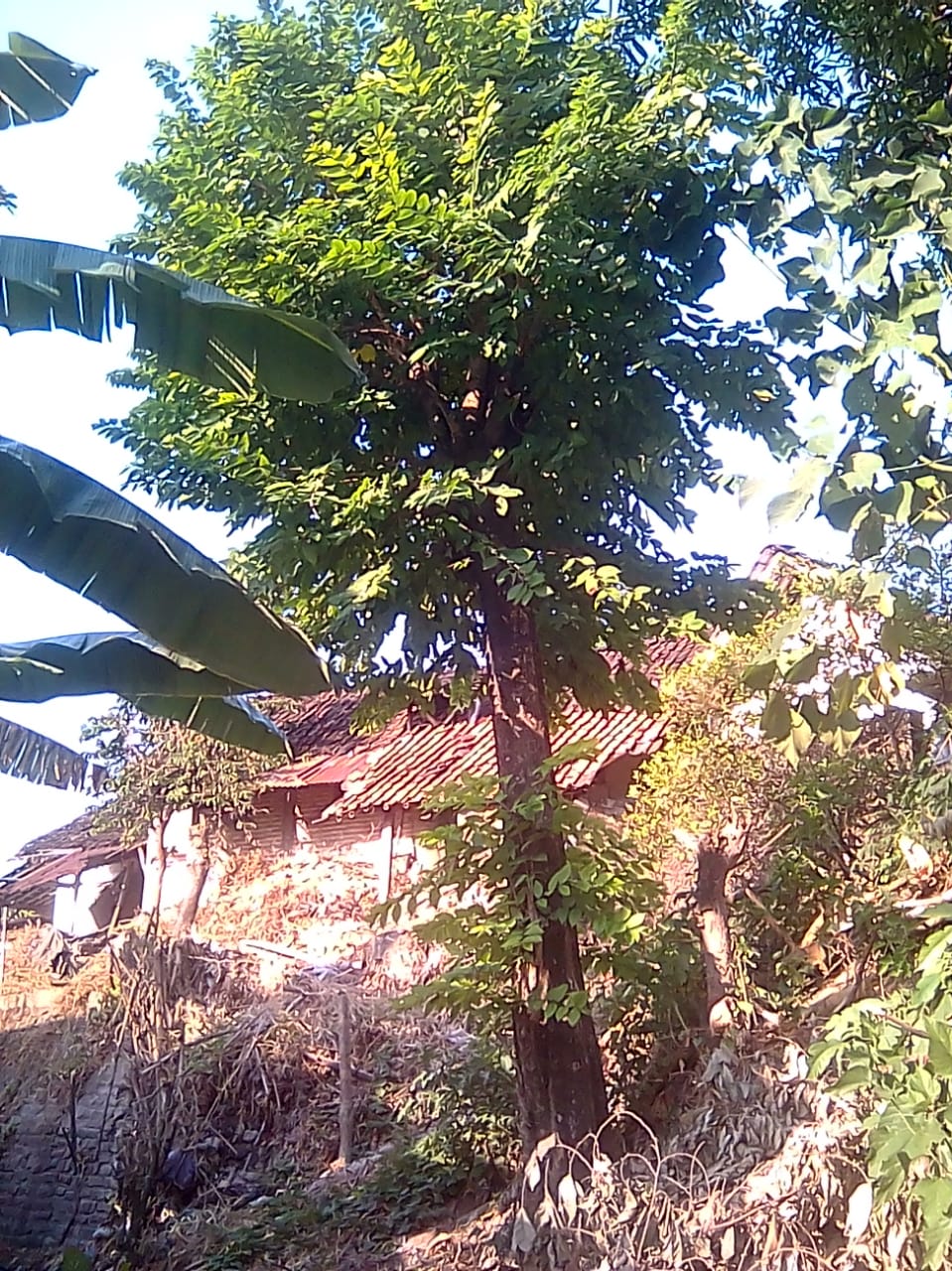 Pohon mentaok merupakan pohon yang dapat tumbuh tinggi bisa mencapai 30 meter. Ini adalah salah satu pohon Mentaok yang masih tumbuh di kampung Cokroyudan, Kotagede, Jogjakarta, milik keluarga Jimmy