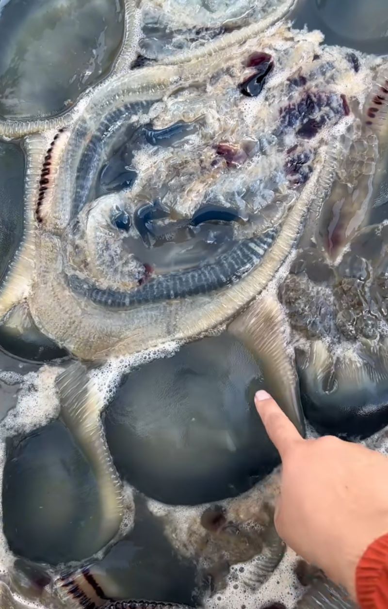 JELLY FISH: Ubur-ubur hasil tangkapan Petani Pantai Jetis, Cilacap. (Tangkapan layar TikTok/@ Yensi Haqun Prastiwi)