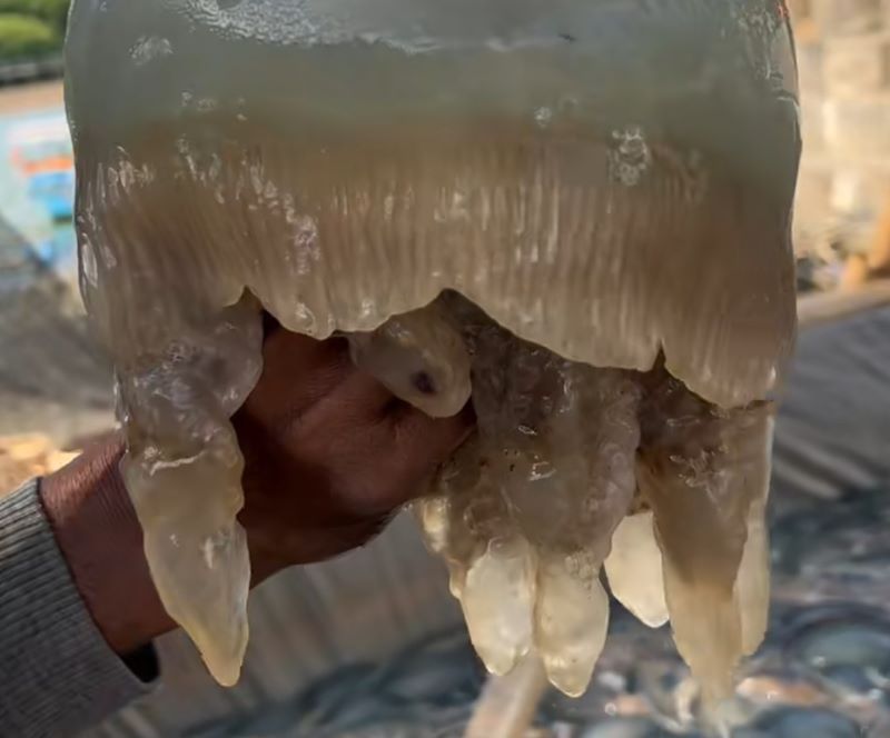 JELLY FISH: Ubur-ubur hasil tangkapan Petani Pantai Jetis, Cilacap. (Tangkapan layar TikTok/@ Yensi Haqun Prastiwi)