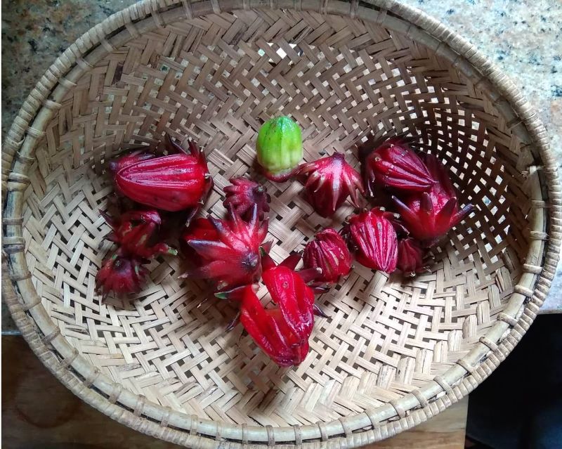 Bunga Rosela berkhasiat bagi kesehatan tubuh. (Instagram/@leuwigoeng)
